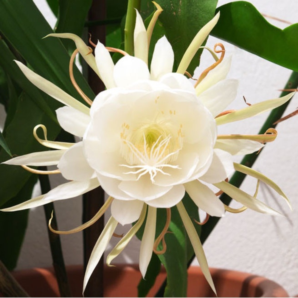 Large Flowers Night Blooming Orchid Cactus - 2 rooted leaves (Sweet Fragrance) - Picture 6 of 6